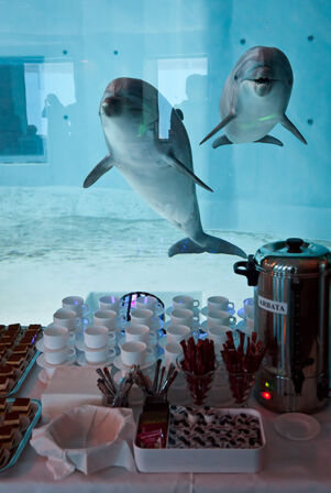 Delfinai ir džiugina, ir gydo: ledus įsigyjančių „Maxima“ pirkėjų dovana 15-ai šeimų – delfinų terapija