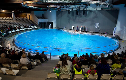 Neabejingi pirkėjai į pasimatymus su delfinais pakvietė 15-ką šeimų